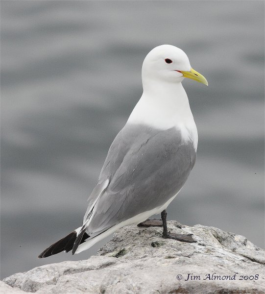 Kittiwake Farnes 13 5 08  IMG_3597